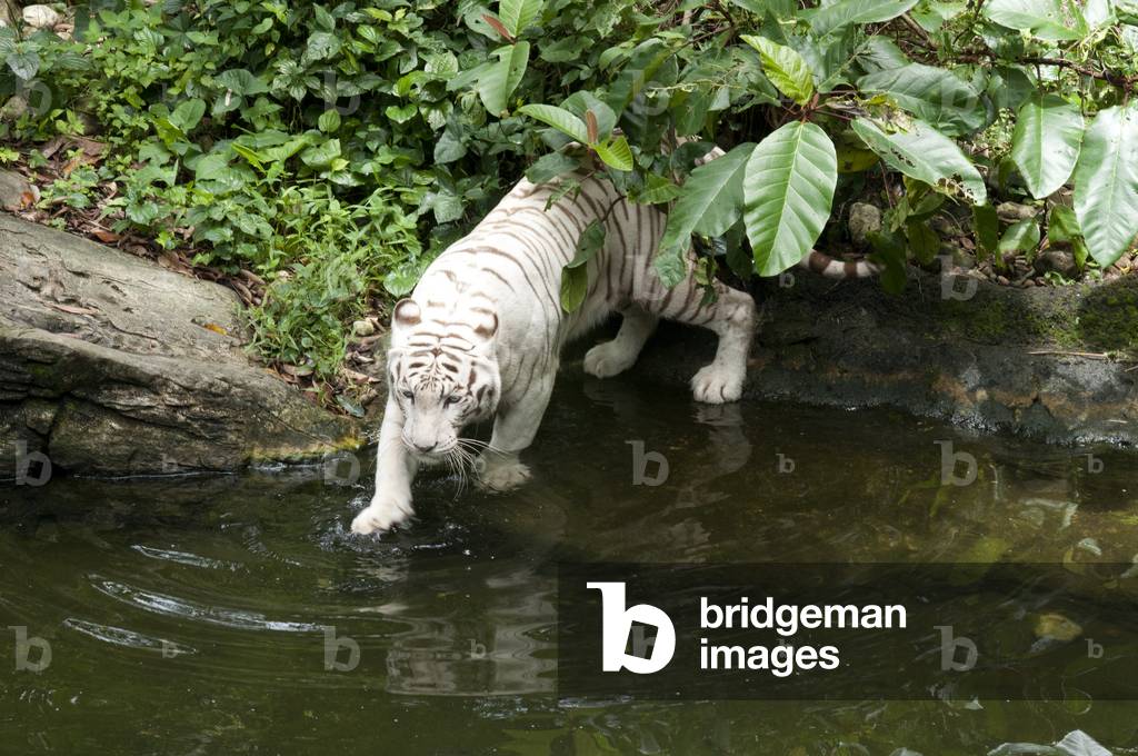White tiger (Panthera tigris), Bengal tiger, Panthera leo, Zoo, Singapore (photo)