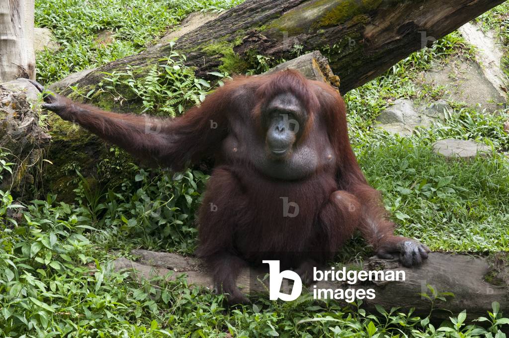 Sumatran Orangutan, Gunung Leuser National Park, Sumatra, Indonesia (photo)