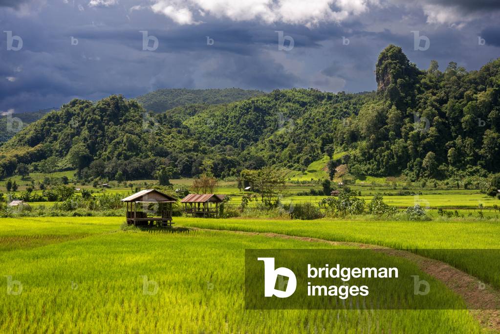 Rice terraces plantation near Vang Vieng, Laos (photo)