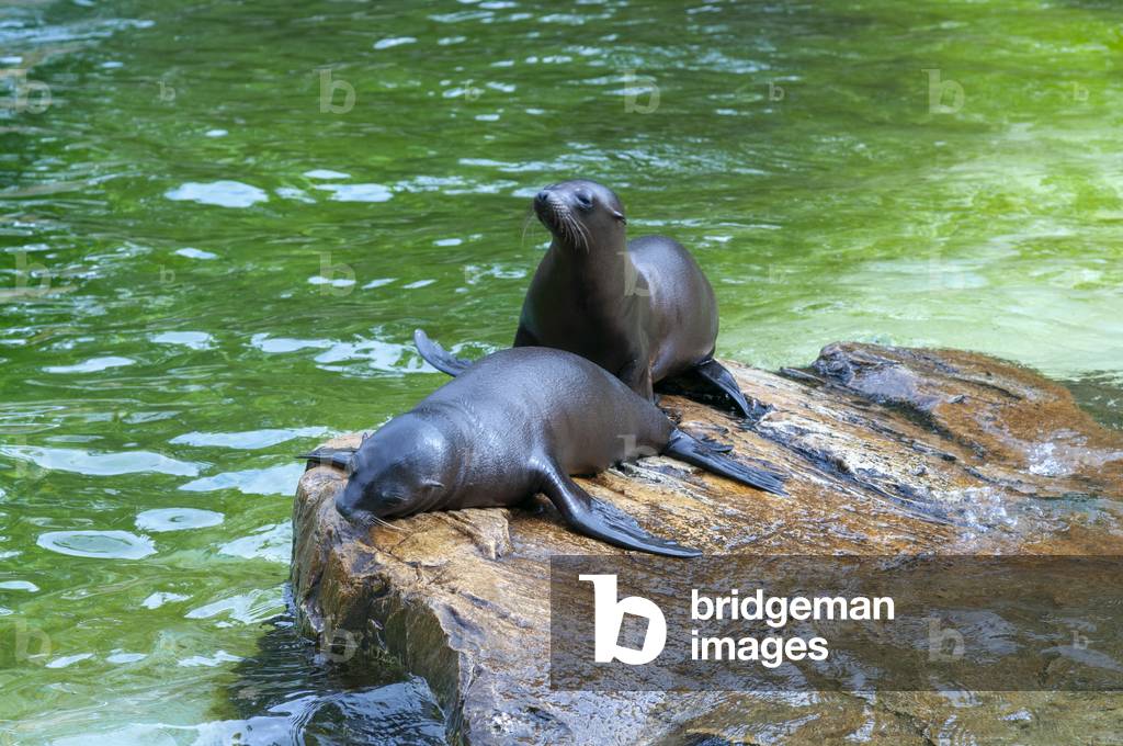 Seals in Berlin Zoo / Zoological Garden in Berlin, Germany (photo)