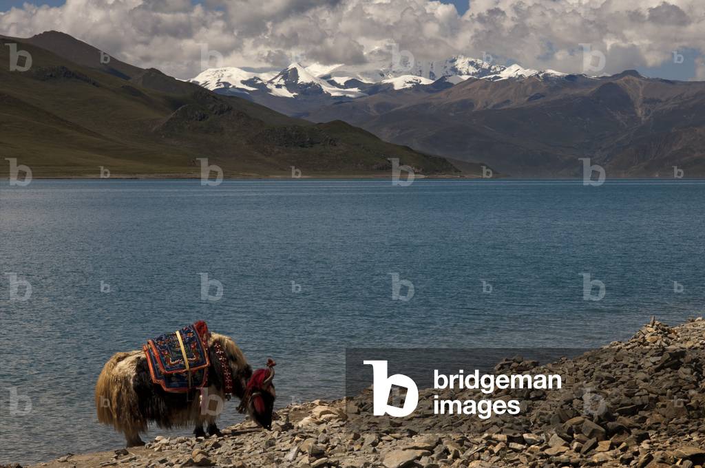 A Yak grazing at Tibet's Sacred Yamdrok Tso Lake (Yamzho Yumco in Tibetan), Shannan Prefecture, Tibet, China, (photo)