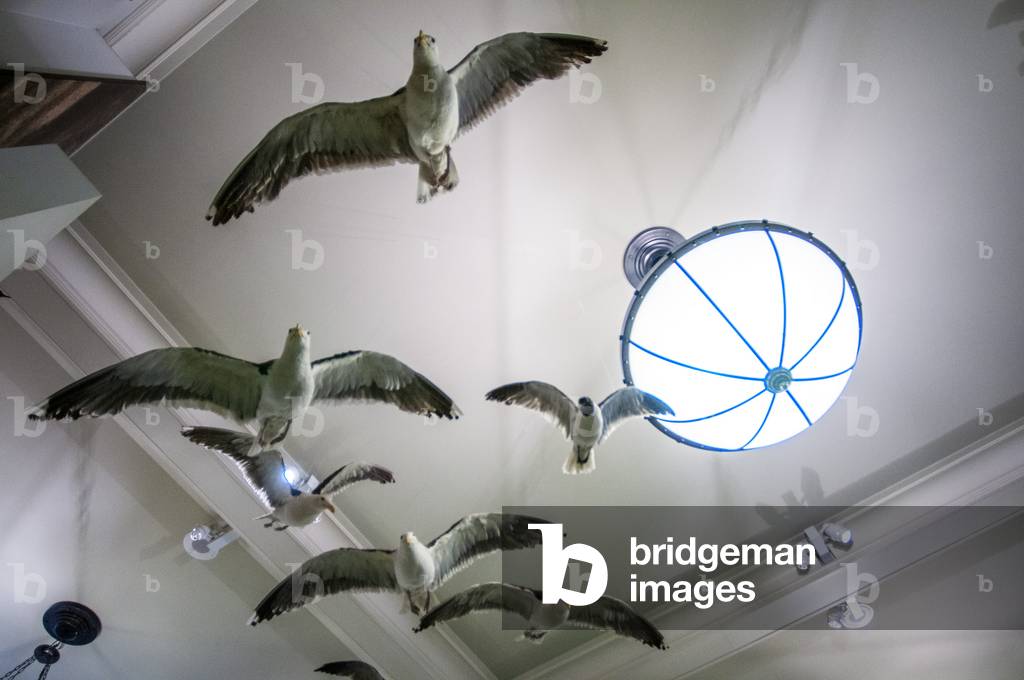 Seagulls exhibit at the Museum of Natural History in New York's Upper West Side neighborhood, adjacent to Central Park, New York, USA, 2020 (photo)