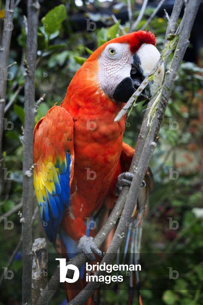 Central American scarlet macaw parrot (ara macao cyanoptera) at the Casa Santo Domingo in Antigua, 2020 (photo)