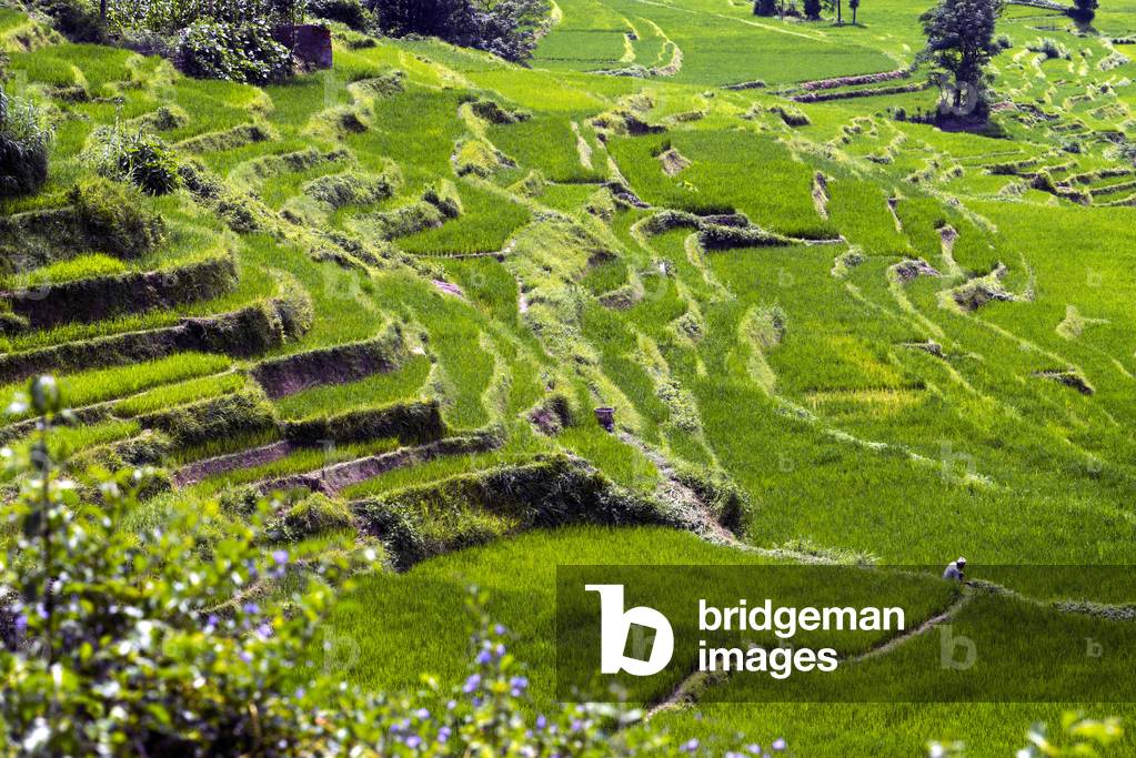Rice paddies in Bungamati, around Kathmandu Valley, Nepal (photo)