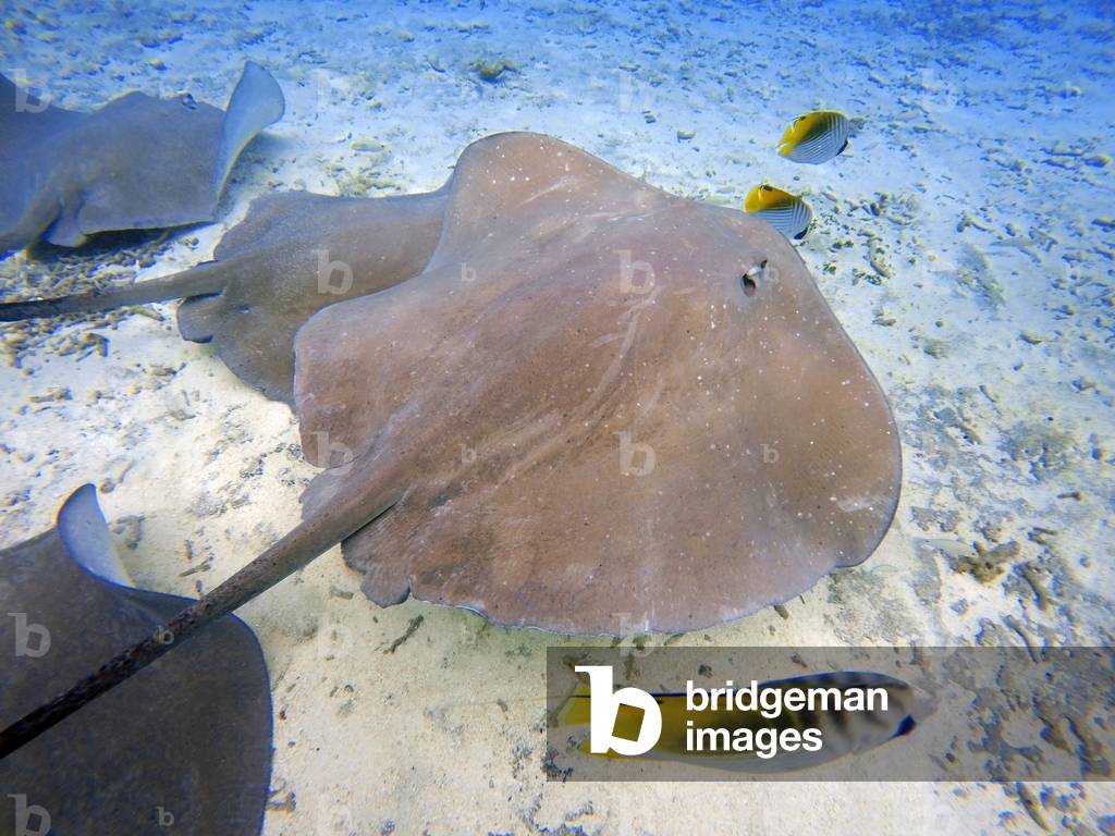 Sting rays in the shallow waters of the Bora Bora lagoon, Moorea, French Polynesia, Society Islands, South Pacific, Cook's Bay, 2020 (photo)