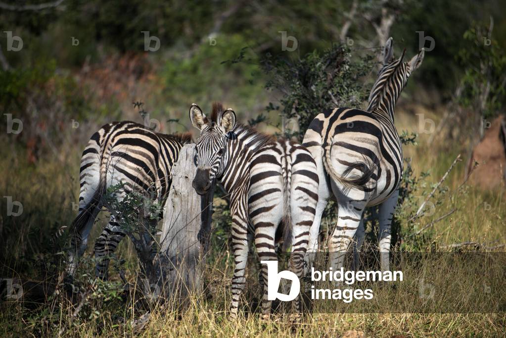 Burchell's zebras (Equus burchellii) at Mala Mala Game Reserve Sabi Sand Park Kruger South Africa, Africa, 2020 (photo)