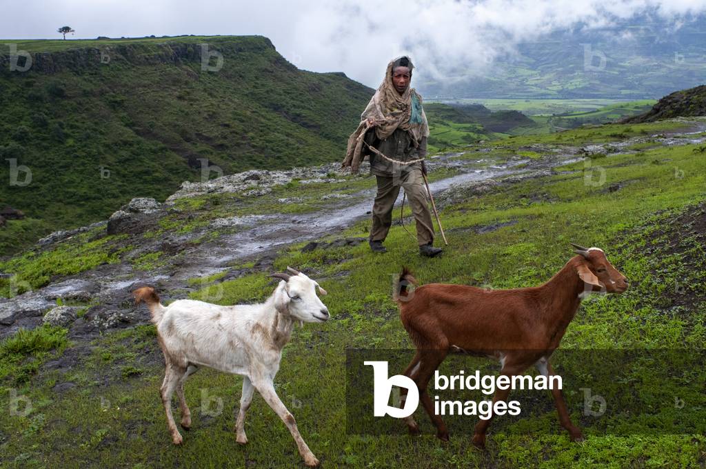 Farm animals and Landscape and traditional african village house in Lalibela village in Amhara region, Northern Ethiopia (photo)