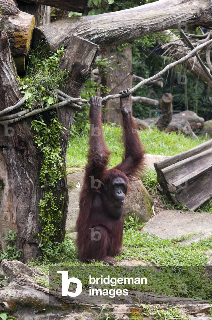 Sumatran Orangutan, Gunung Leuser National Park, Sumatra, Indonesia (photo)