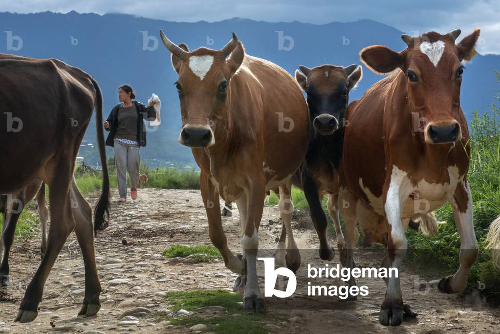 Farming Animals near Paro Chhu River, Bhutan, 2021 (photo)