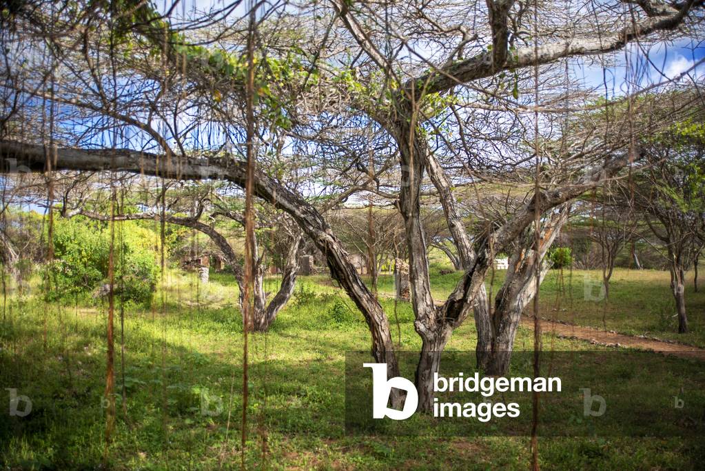 Green area near to the mosque at Takwa on Manda Island near Lamu Kenya, 2020 (photo)