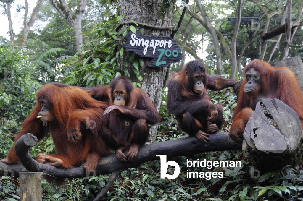 Singapore zoo, Orangutan (Pongo borneo), South East Asia, Singapore (photo)