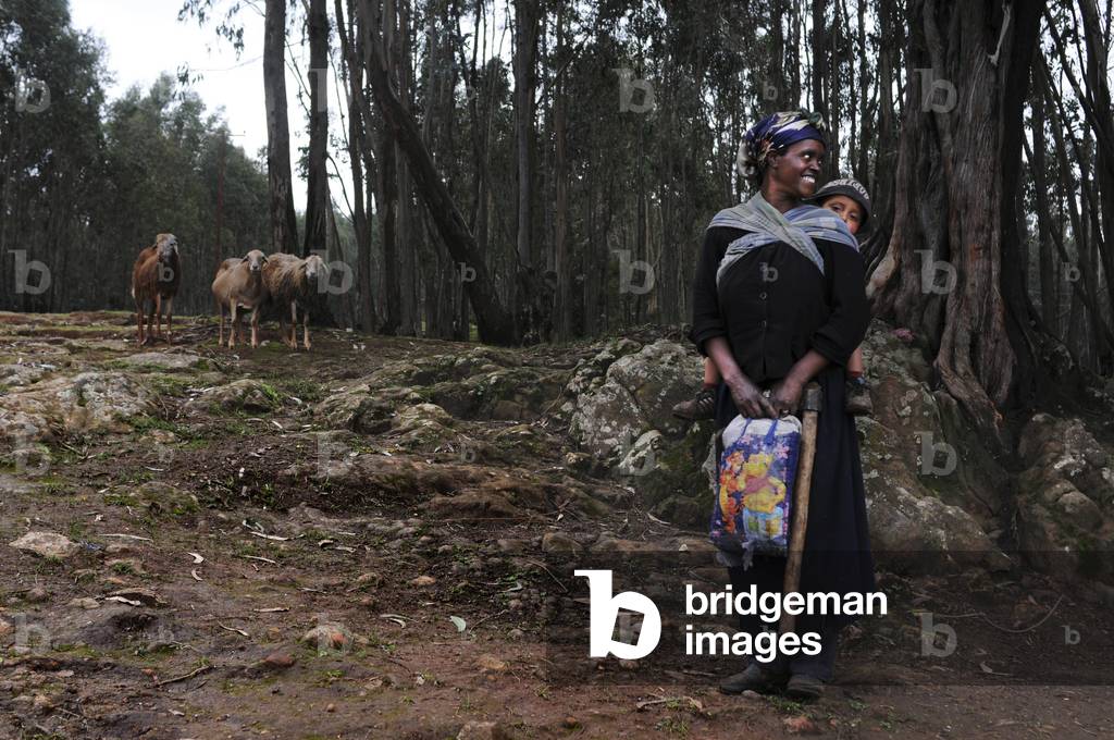 Mount Entoto Eucalyptus Forest above Addis Ababa, Ethiopia. (photo)