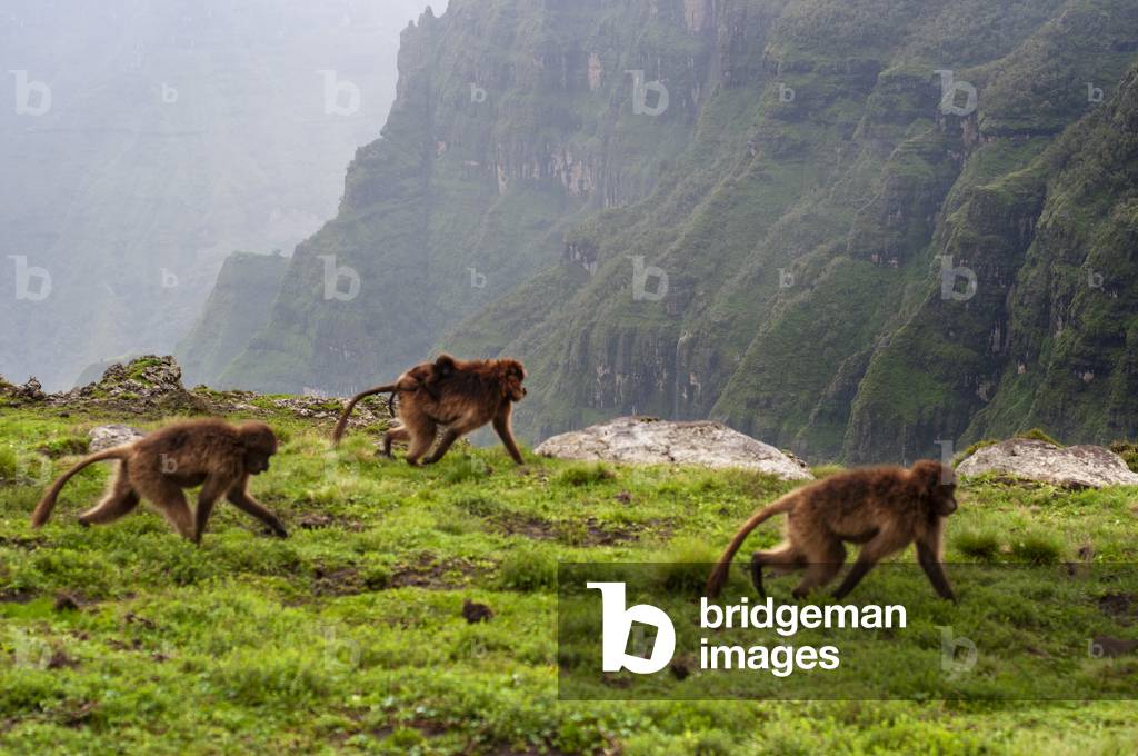 Gelada Baboon Theropithecus Gelada in Simien Mountains National Park, Amhara region, North Ethiopia (photo)