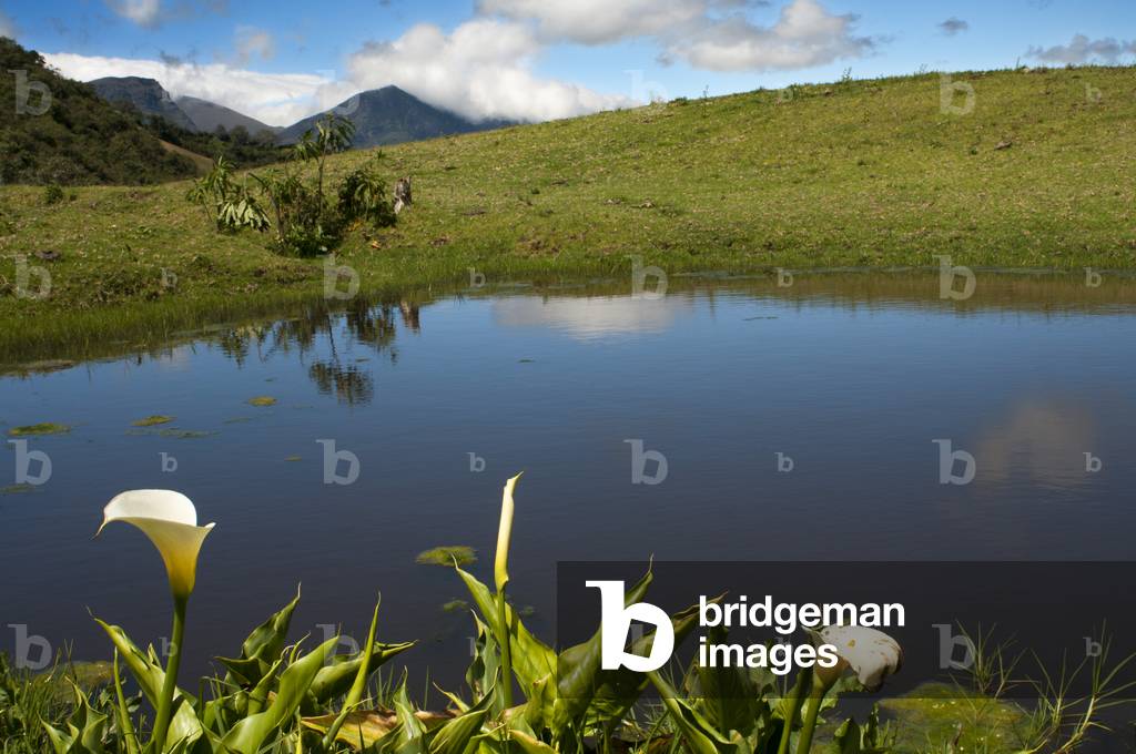 Small lagoon near Los Nevados village in andean cordillera Merida state Venezuela (photo)