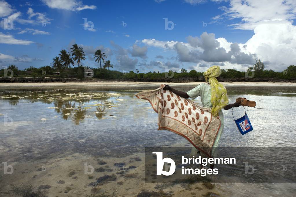 Local woman picking up Harvesting Seaweed and mollusks during low tide, Zanzibar, Tanzania, Africa (photo)