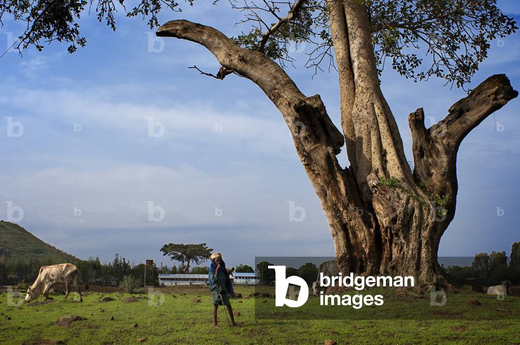 Children working. Rural landscape near the Tis Isat Blue Nile Falls of the farmland near Bahir Dar in Ethiopia (photo)