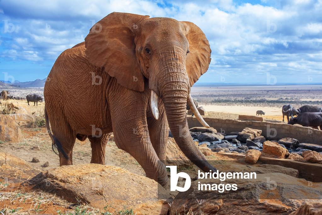 An elephant covered in red dust blocks a track in Kenya s Tsavo National Park, 2020 (photo)