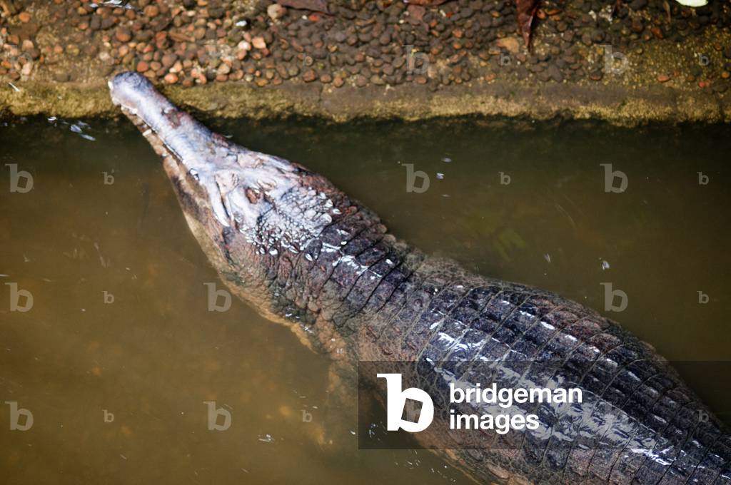 False Gharial, Malayan fresh water crocodile, Singapore (photo)