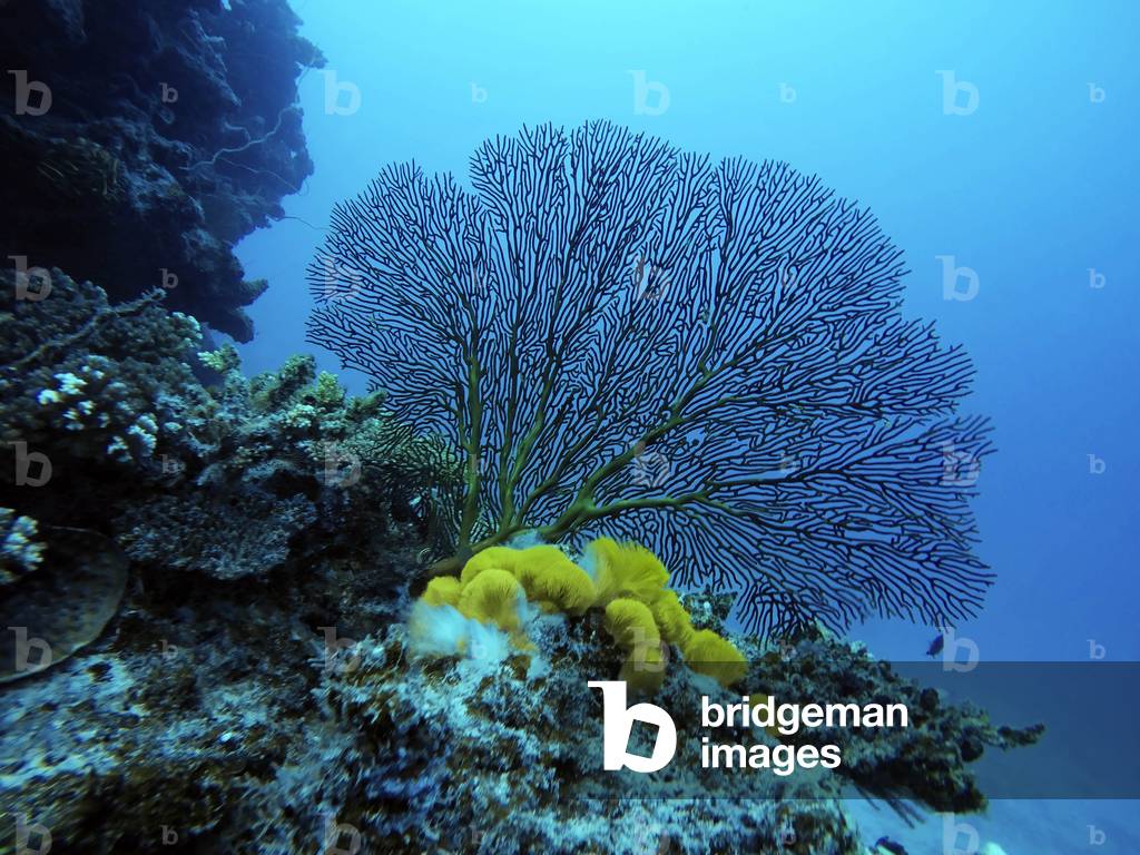A healthy tropical coral reef hosting tabletop and staghorn corals and encrusting, colorful sponges with clear blue water,  Malolo Island Resort and Likuliku Resort, Mamanucas island group Fiji, 2020 (photo)