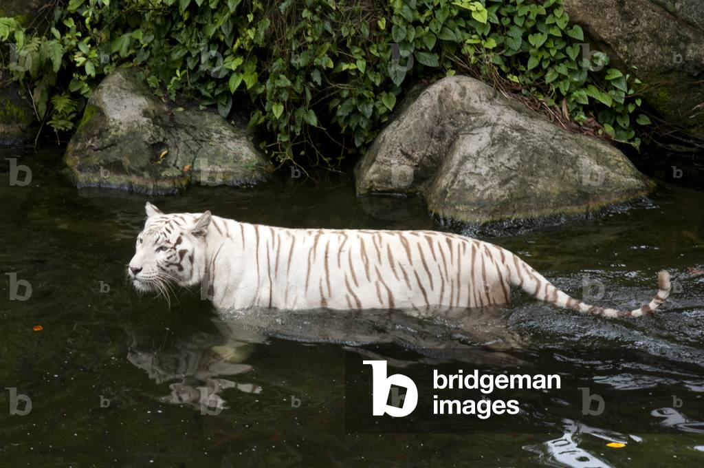 White tiger (Panthera tigris), Bengal tiger, Panthera leo, Zoo, Singapore (photo)