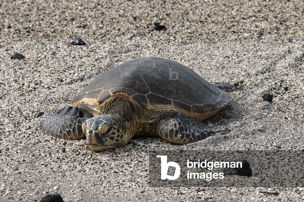 A turtle on the beach in Pu'uhonua o Honaunau National Historical Park, Big Island, Hawaii (photo)