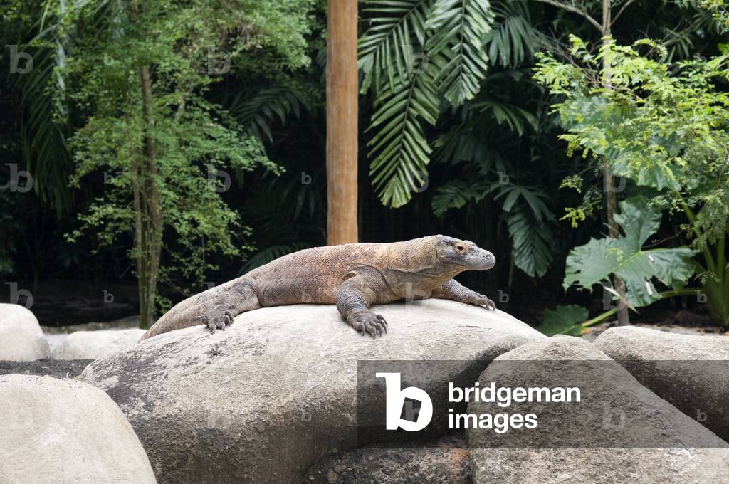 Komodo Dragon (Varanus komodoensis), Singapore (photo)
