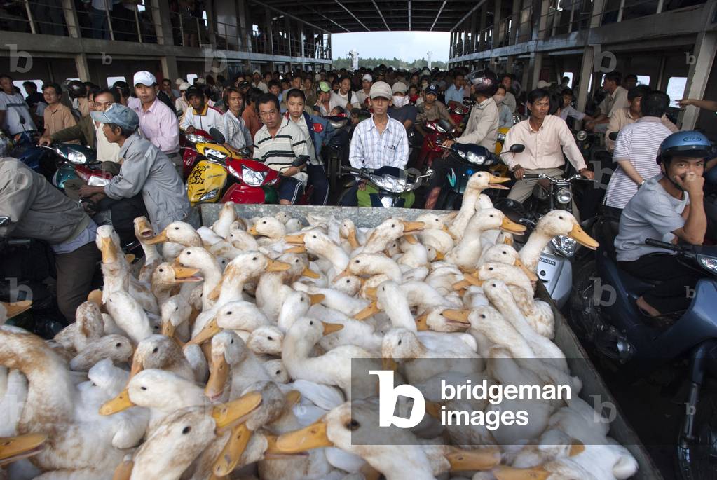 A lot of ducks on the public ferry to cross the Long Vinh Co Chien River, Mekong Delta (photo)