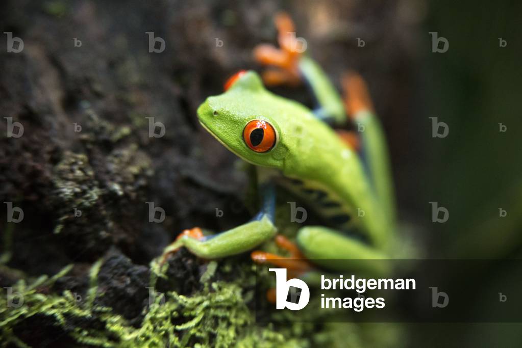 Red eyed tree frog, Agalychnis callidrias curious treefrog in rainforest Costa Rica, Central America (photo)