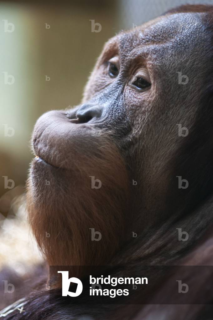 Orangutans in Berlin Zoo / Zoological Garden in Berlin, Germany (photo)
