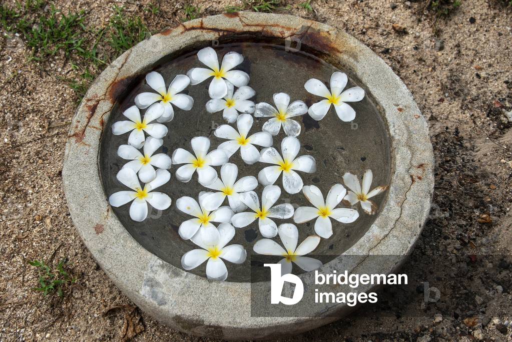 Frangipani or Plumeria flower in the spa, Traditional flowers Hawaiian Culture, Fiji, Malolo Island Mamanucas island group Fiji, 2020 (photo)