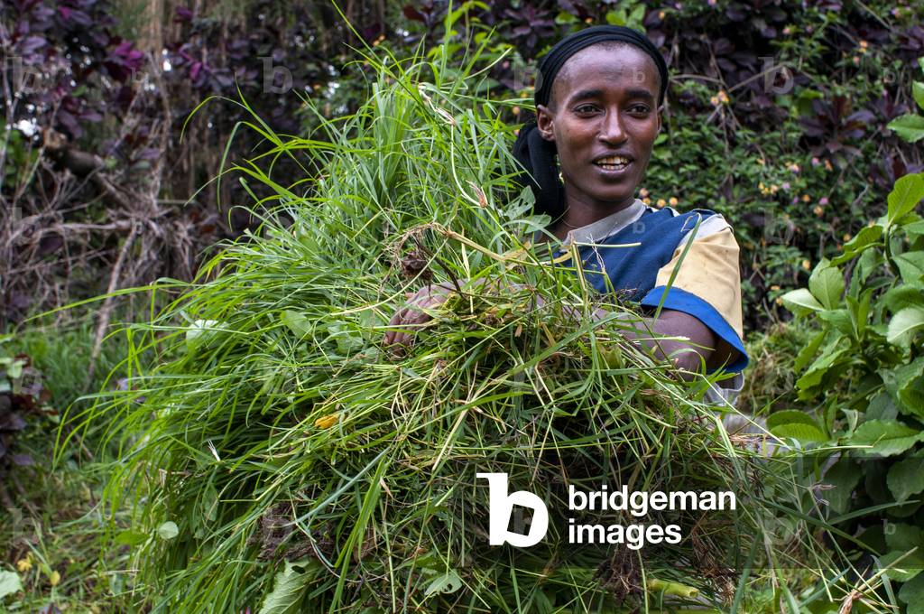 Rural landscape near the Tis Isat Blue Nile Falls of the farmland near Bahir Dar in Ethiopia (photo)