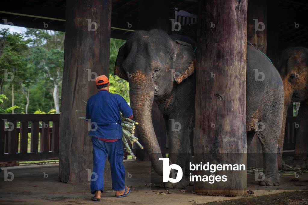 Mahouts with a Elephant ride in Khan River near Luang Prabang, Laos (photo)