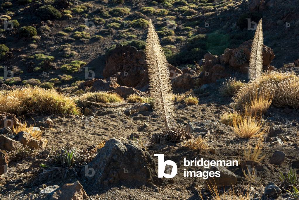 Echium wildpretii vipers bugloss: Tajinaste at Las Canadas, Parque Nacional del Teide, Tenerife, Canary Islands, Spain (photo)