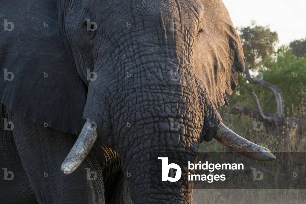 Sunset with Elephants, Khwai River Lodge, Moremi Game Reserve, Botswana (photo)