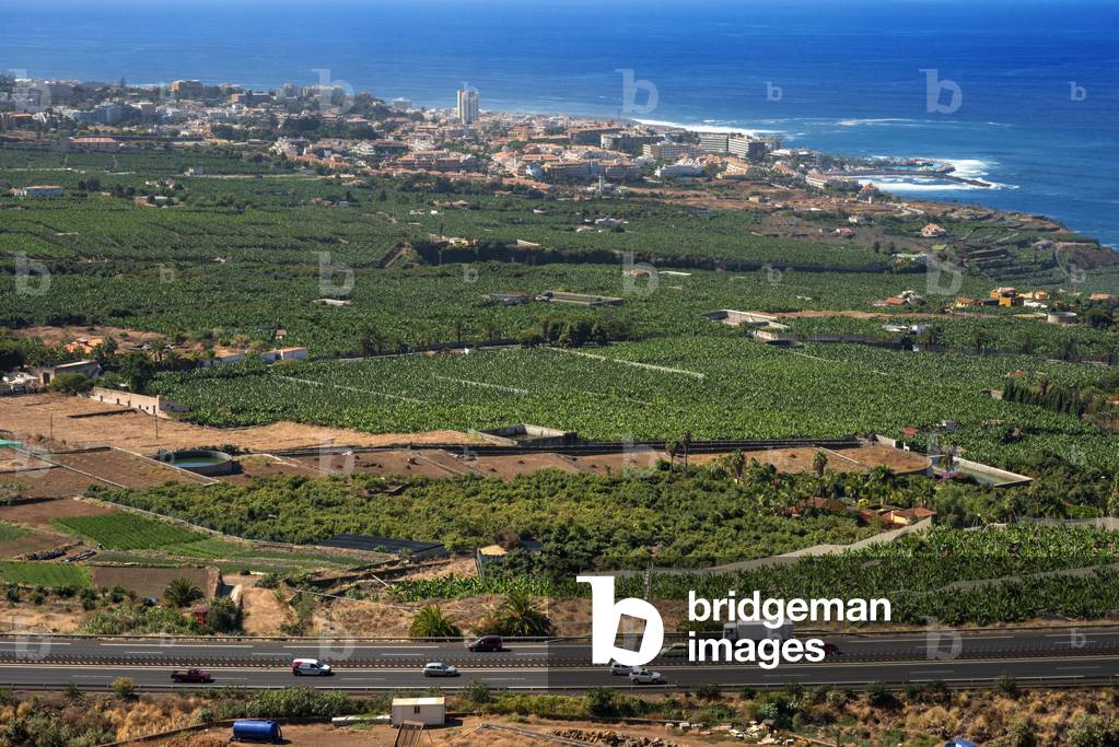 Vineyards and fields for cultivation and tillage in La Orotava and Puerto de la Cruz in Tenerife Island in Canary Islands Spain (photo)