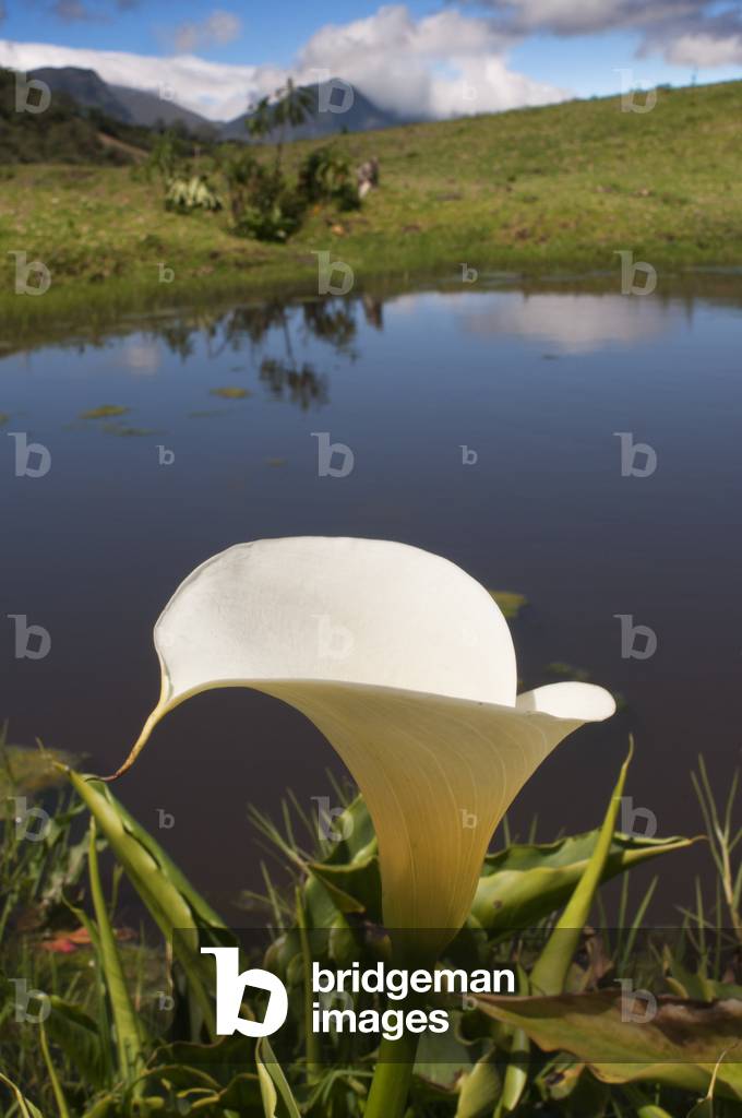 Small lagoon near Los Nevados village in andean cordillera Merida state Venezuela (photo)