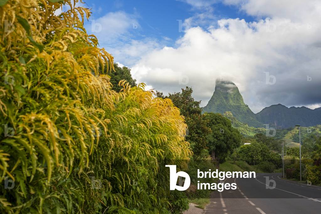 Road way in Cook's bay and Paopao valley in Moorea, French Polynesia, Society Islands, South Pacific, Cook's Bay, 2020 (photo)