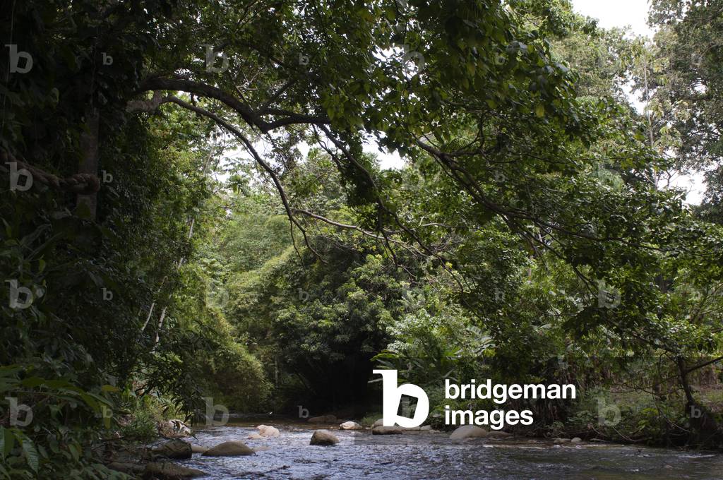 Choroni nature forest in Falcon state in Venezuela - Henri Pittier National Park, in Venezuela.  (photo)