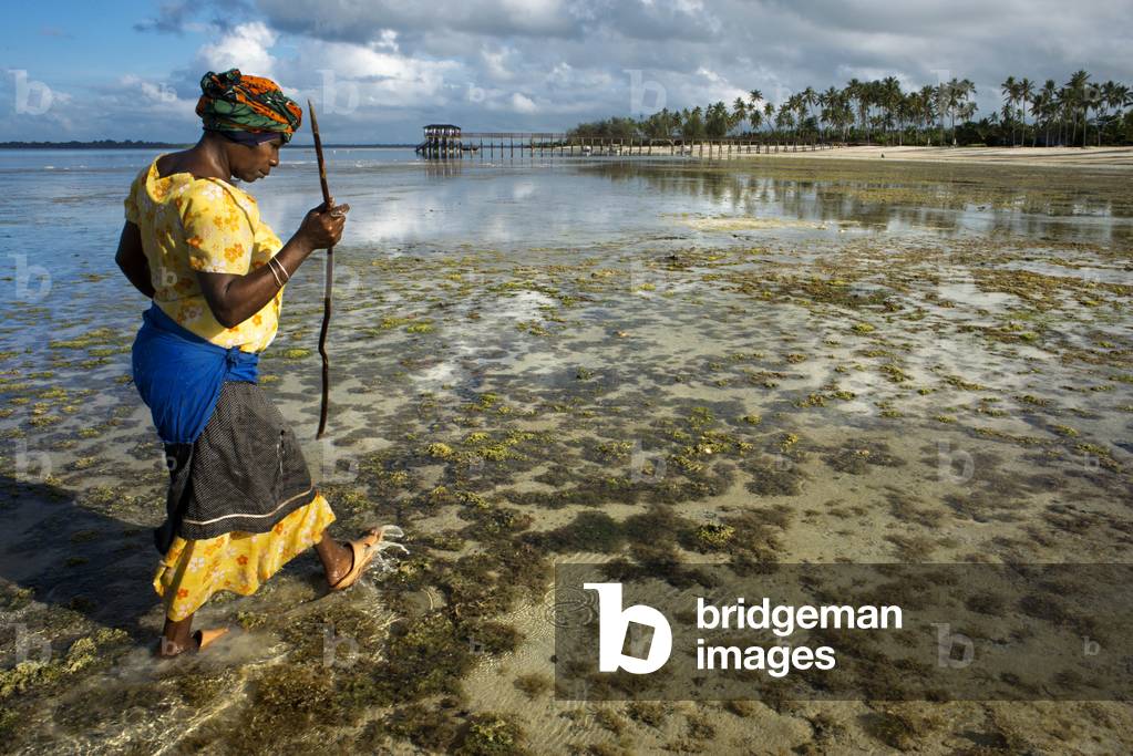 Local woman picking up Harvesting Seaweed and mollusks during low tide, Zanzibar, Tanzania, Africa (photo)