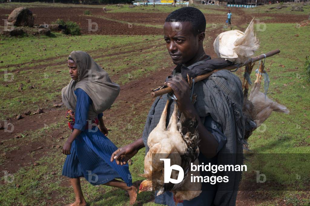Chickens for sale in the market. Rural landscape near the Tis Isat Blue Nile Falls of the farmland near Bahir Dar in Ethiopia (photo)