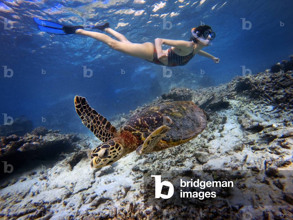 Tourist swimming with a hawksbill sea turtle under the waters in Seychelles islands (photo)