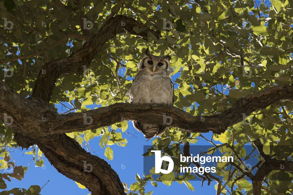 Owl on a Baobab, Chobe National Park, Borswana  (photo)