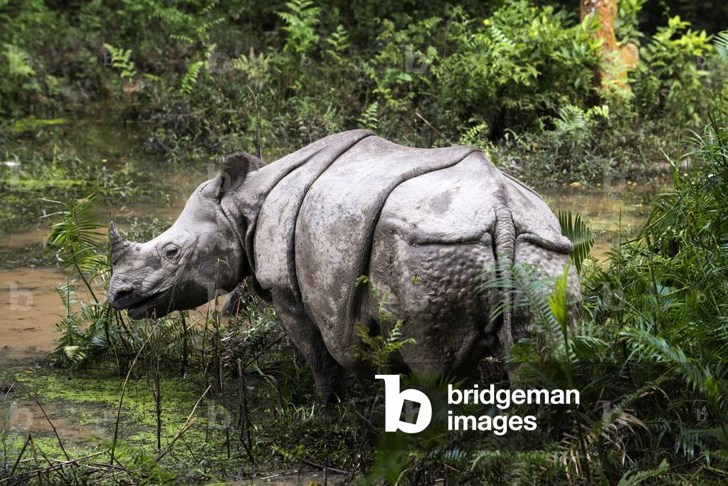 Indian or one-horned rhinoceros and tourists on elephant safari in Chitwan National Park, Nepal (photo)