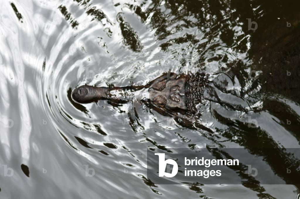 False Gharial, Malayan fresh water crocodile, Singapore (photo)
