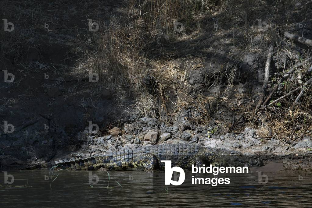Crocodile, Chobe National Park, Botswana (photo)
