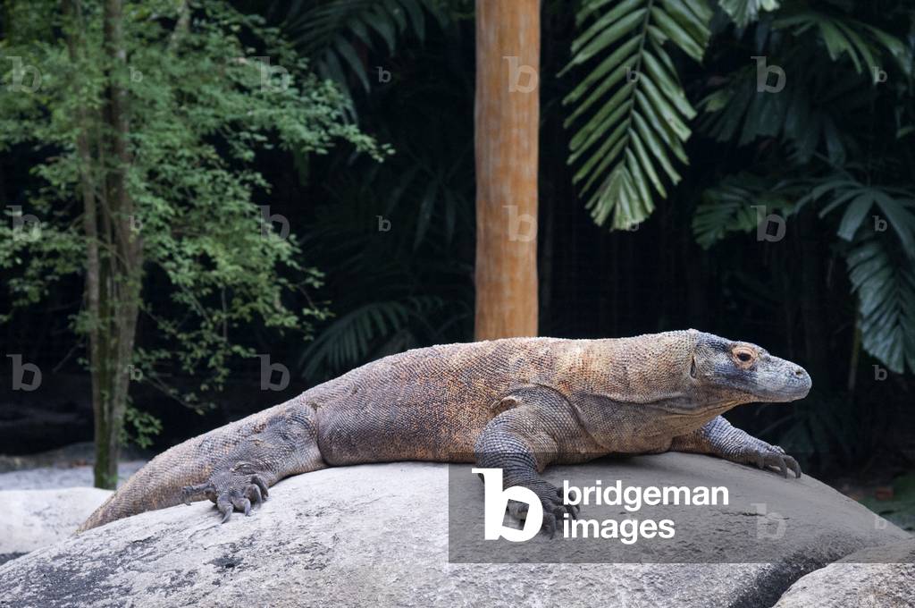 Komodo Dragon (Varanus komodoensis), Singapore (photo)