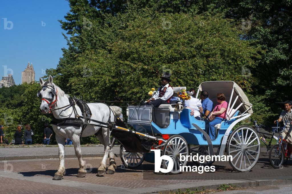 One of the many Horse & Carriages working in Central Park, New York (photo)
