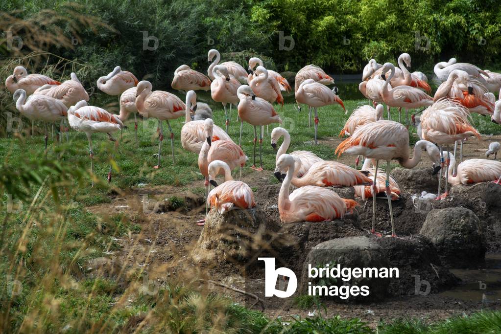 Flamingos in Planckendael zoo, Mechelen Belgium (photo)