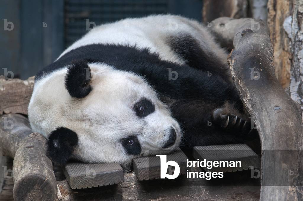 Panda Meng Meng bear (Ailuropoda melanoleuca) Bao Bao in Berlin Zoo / Zoological Garden in Berlin, Germany (photo)