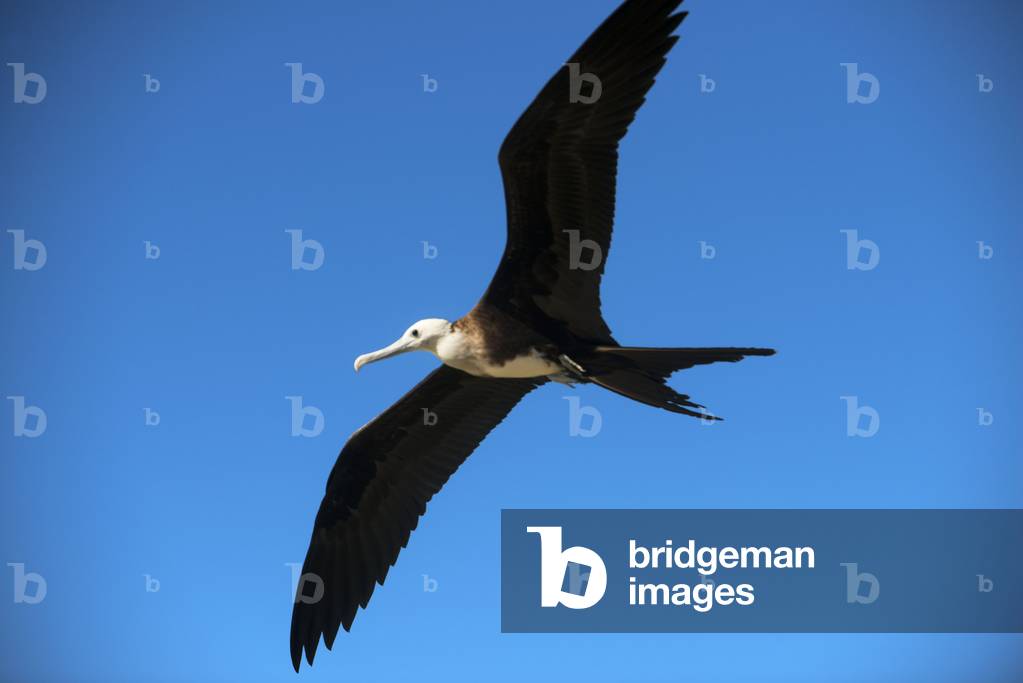 Frigate birds colony at the beach of Isla Espiritu Santo island, Sea of Cortez, Baja California, Mexico (photo)